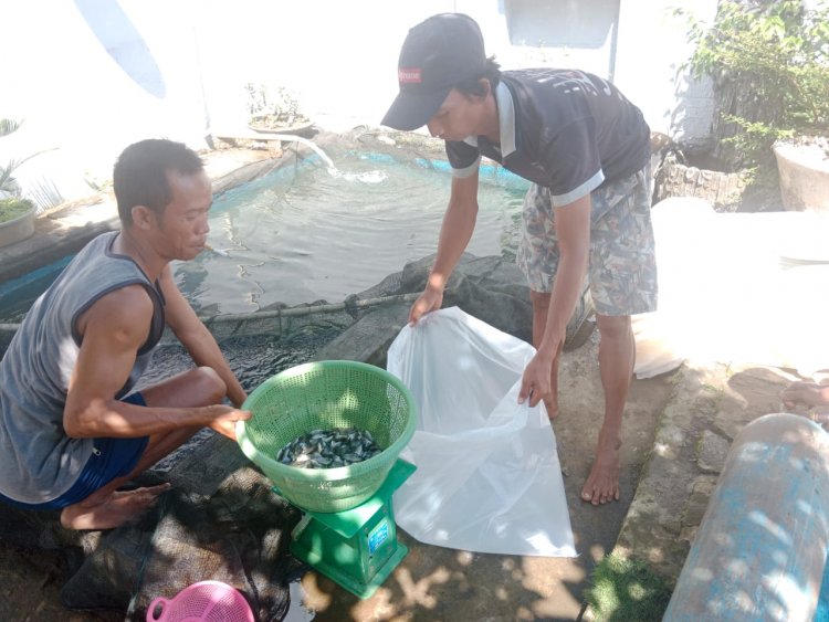 Pelepasan Benih Ikan Program Ketahanan Pangan Desa Kelindang